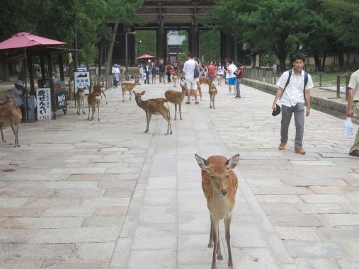 Cervi a Nara - foto Blue Lama