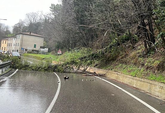 L'albero crollato sulla Sr325 a Cantagallo