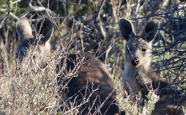 Un canguro con il cucciolo quasi adulto - foto Alberta Canepa